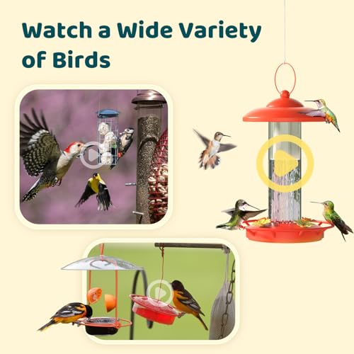 NETVUE by Birdfy Smart Bird Camera, Adjustable Brackets,Ideal for Beginners | AI Bird ID 6000+ Species, Auto Bird Video Capture, Instant Alerts, Free Cloud Storage, Easy Setup & App, Work with Alexa