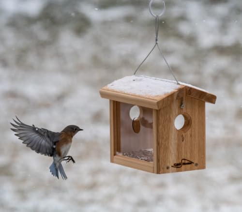 Cedar Hanging Bluebird Mealworm Feeder