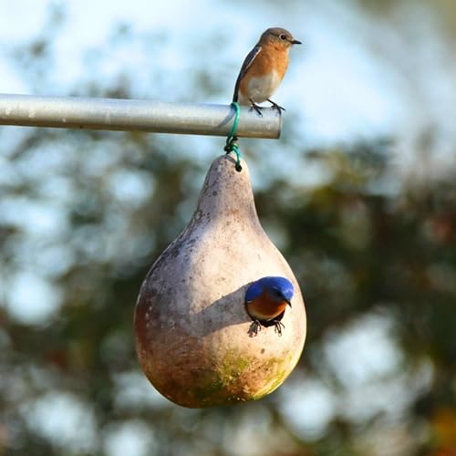 10 Purple Martin Bird House Gourd Seeds for Planting (Lagenaria Siceraria) – Bottle Gourd, Calabash, Lauki, Opo, Heirloom Vegetable Garden Seeds – Gourds for Crafts, Martin Houses for Outdoors