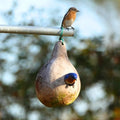 10 Purple Martin Bird House Gourd Seeds for Planting (Lagenaria Siceraria) – Bottle Gourd, Calabash, Lauki, Opo, Heirloom Vegetable Garden Seeds – Gourds for Crafts, Martin Houses for Outdoors