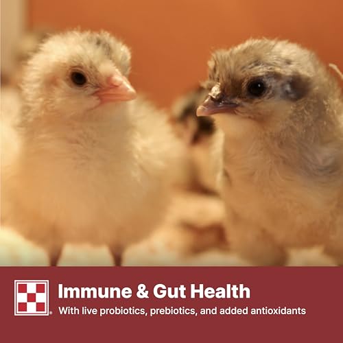 Purina Start & Grow | Nutritionally Complete Medicated Chick Feed Crumbles | 25 Pound (25 lb.) Bag