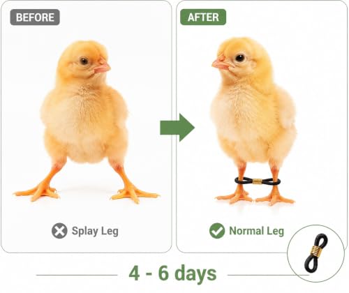 100 Pcs Baby Chicken Splay Leg Bands, Adjustable Poultry Leg Hobble Brace | Sofr Silicon Splay and Spraddle Leg Fix, for Newborn Chick, Quail, Duck, Bird