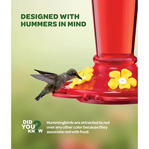 Hummingbird Feeder [Set of 2] Leakproof Clear Plastic 10 oz Wide Mouth. | Features A Built-in Ant Guard - Circular Perch with 5 Feeding Ports - Wide Mouth/2 Part Base for Easy Filling & Cleaning. - size: 10 oz - 2 Pack