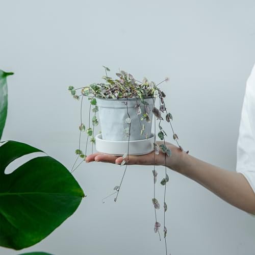 Phoenix Vine 4 Inch Plastic Plant Saucer Water Drip Tray, Heavy Sturdy Round Plant Drainage Tray for Indoors Outdoor, Matte White, 21-TY-4W-1 - size: 4"