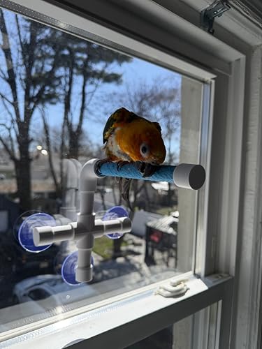 CleanPerch™ Window Bird Perch with Suction Cups. Grooming & Outside Viewing Perch for Parrots, Conures & Small Birds. Window-Mounted Bird Stand (White/Blue, 6") - color: Blue, size: 6"