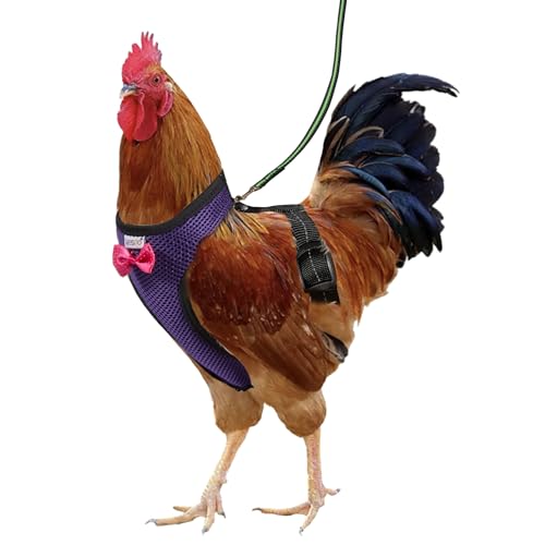 Chicken Harness Hen Size with 5.5ft Matching Leash – Adjustable, Resilient, Comfortable, Breathable, Large Size, Suitable for Chicken Weighing About 6.6 Pound,Purple - color: Purple, size: Large