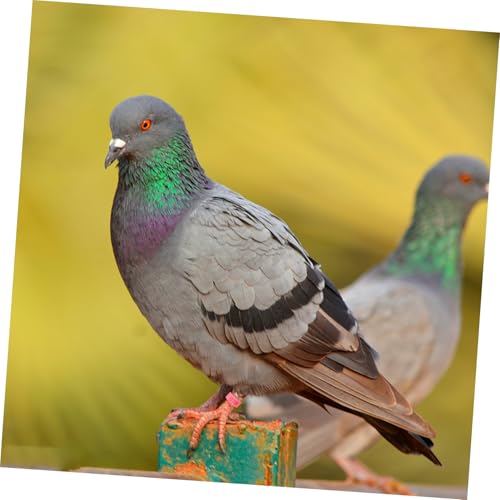 Yardwe 200pcs Pigeon Identification Bands Lightweight Numbered Leg Rings for Quail and Small Birds Durable Clip Design for Efficient Breeding and Tracking