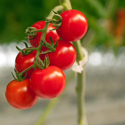 Piteno® 300Pcs Tomato Clips, Plastic Trellis Clips, Plant Support Clips, Grape Vine Tomato Vine Vegetables Plants Garden Support Clips to Grow Upright Makes Plants Healthier - color: Translucent