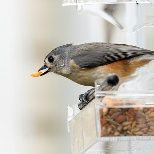 Window Bird Feeder with Strong Suction, Removable Tray & Clear Modern Design