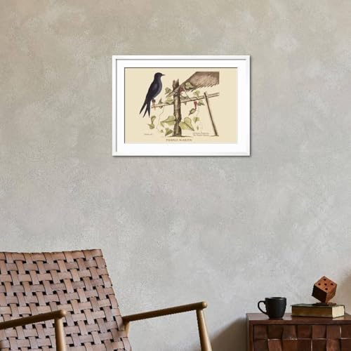 ART.COM Wall Art Print Purple Martin on White Frame by Mark Catesby, 29" x 21" - color: White Frame, size: 24"L x 16"W, style: Framed