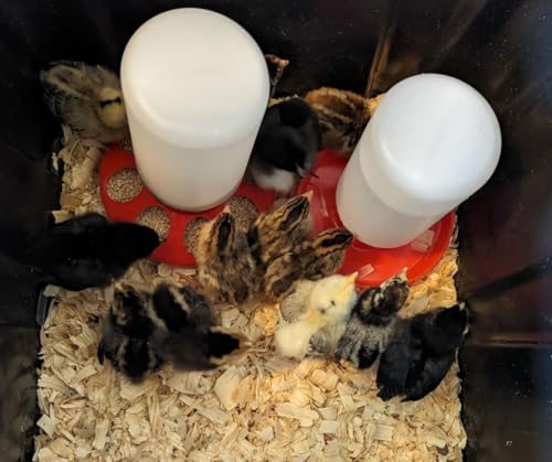 Chicken Waterer and Feeder Set | 1 Quart Poultry Drinker and 1 Quart Poultry Feeder Combo | for Chickens, Ducks, Turkeys, Ducklings, Quail, Baby Chicks and More - size: 1 Quart Feeder and 1 Quart Drinker