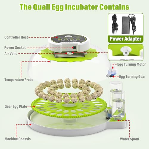 40 Quail Egg Incubator with Automatic Egg Turning Humidity Control Eggs | Large Capacity Quail Brooder Poultry Incubators, Also for Parrot, Dove, Canary and Other Birds - color: Green