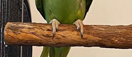 Polly's Single Bolt Hardwood Cage Perches Made in USA for Budgies, Parakeets, Cockatiels, Greys, Amazons, Blue & Gold Macaws, Cockatoos, Green Wing Macaws & Hyacinths. (Large) - size: Large