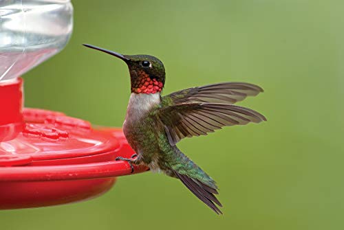 First Nature Hummingbird Flower Feeder - 32‑Ounce - Wide‑Mouth | Bright Flower Ports Attract Birds - Round Bottom Perch Fits Multiple Birds - See-Through Tank Shows Nectar Levels - size: 32 ounce