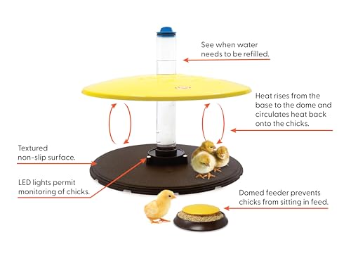 Cozy Chickens Brooder Habitat Plus – Safer Than Heat Lamps, 36 Watt Heated Brooder for Warm Newborn Chicks with Adjustable Dome, Water Tube & Feeding Dish