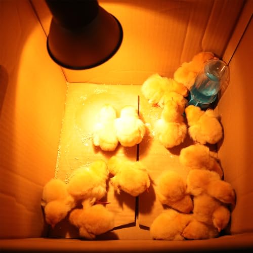 3 Pack Replacement G9 Basking Spot Heat Lamp for Chickens, Tiny Clear Bulbs Beads (75 Watt)