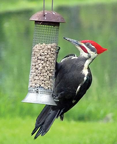 C&S Wild Bird Woodpecker Suet Nuggets Mega Box,8 Pounds,(Pack of 2) - size: 8 Pound (Pack of 2)