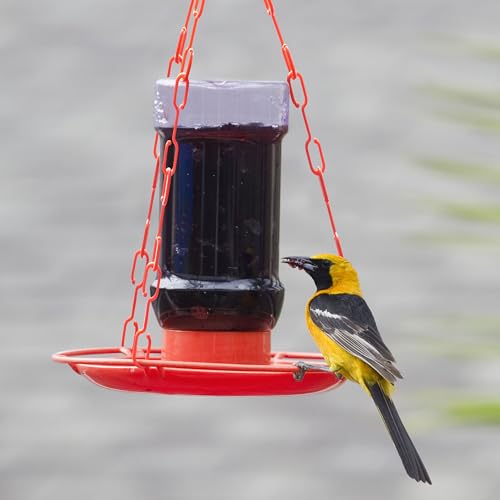 Perky-Pet Wild Oriole Jelly Bird Feeder, 32oz Capacity | Built-in Stirrer with Large Circular Feeding Tray, Wraparound Perch, Outdoor Garden Décor for Backyard Birding & Wildlife