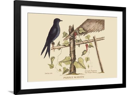 ART.COM Wall Art Print Purple Martin on Black Frame by Mark Catesby, 44" x 32" - color: Black Frame, size: 36"L x 24"W, style: Framed