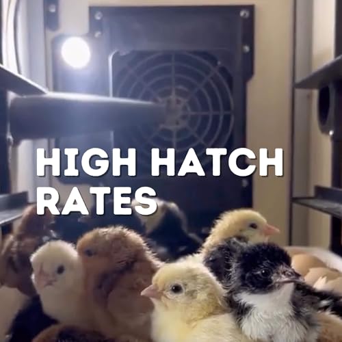 Hatching Incubators Without Turners – 60 Egg Hatcher Cabinet with Digital Humidity Control & Active Periodic Cooling | Chicken & Quail Egg Hatcher for Final Hatch Stage by Hatching Time - size: 60 Eggs, style: Egg Hatcher Only