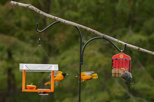 Birds Choice Oriole Bird Feeder | Hanging Bird Feeder for Jelly & Orange Halves | Includes Cup & Fruit Pegs | Recycled Plastic | Sturdy for Garden, Backyard, & Outdoor | 3/4 Cup Capacity, Orange | Includes Jelly Cup and Fruit Pegs, Recycled Plastic, Sturd