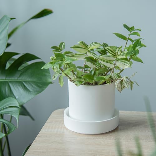 Phoenix Vine 6 Inch Plastic Plant Saucer Water Drip Tray, Heavy Sturdy Round Plant Drainage Tray for Indoors Outdoor, Set of 2, Matte White, 21-TY-6W-2 - size: 6"