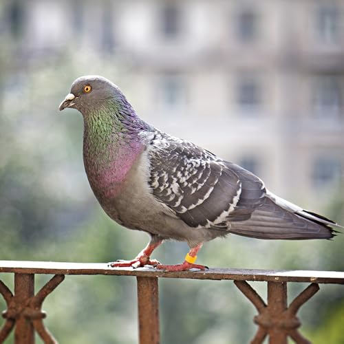200Pcs Pigeon Foot Rings Lightweight Bird Leg Bands for Easy Identification of Pigeons Parrots and Small Birds Multi-Color Clips for Poultry Use