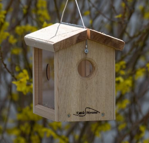 Cedar Hanging Bluebird Mealworm Feeder