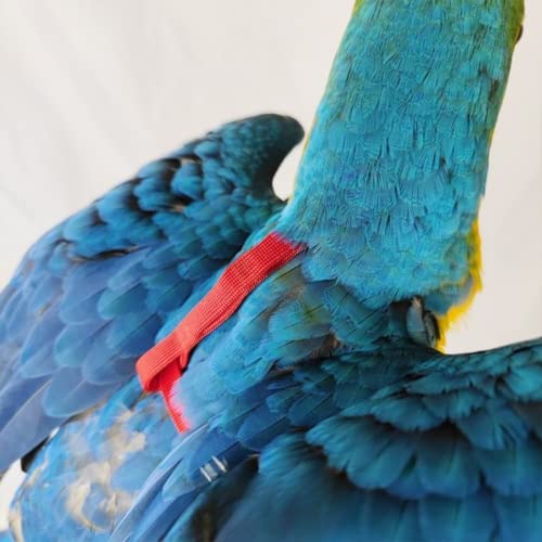 Adjustable Bird Harness with 78.7 Inch Leash, Outdoor Flying Training Rope Kit for Bird Parrots, Parrot Flying Rope Straps Outdoor Training Traction Rope for Small Medium Large Size Birds (S) - size: S