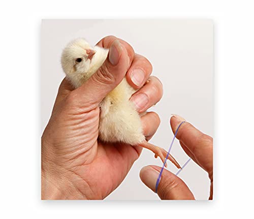 Baby Poultry Leg Bands Size 3 Small 3/16" - Day Old Bantam Chick, Call Duckling, Gamebirds (100 Per Pack)