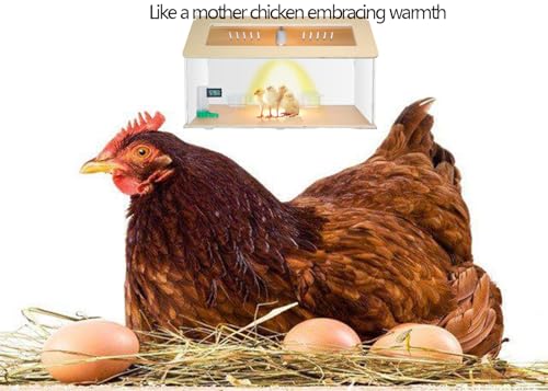 Newborns Chick Brooder Box Quail Cage Bird Playground Chick Starter Kit | 25~40 Small chicken coop Baby chicken supplies Baby chicken cage Brooder box for chicks