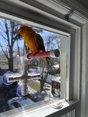 CleanPerch™ Window Bird Perch with Suction Cups. Grooming & Outside Viewing Perch for Parrots, Conures & Small Birds. Window-Mounted Bird Stand (White/Pink, 6") - color: Pink, size: 6"