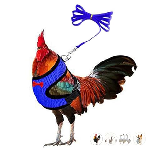 Chicken Leash and Harness Set Adjustment mesh Duck Harness Vest，Blue M | breathable mesh harness,adjustable straps,sturdy leash,fit chicken,duck,goose,rooster,parrot,kitten,tiny dog training walking - color: Blue, size: M( Chest 18.1-20.5")