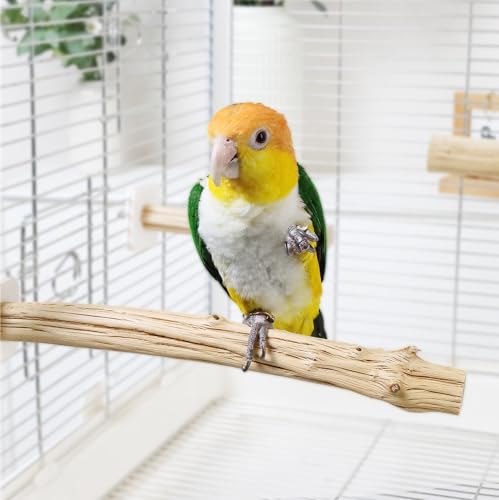 Natural Wood Bird Perch for Cage – Chewing & Claw Trimming Perch Toy for Parrots, Cockatiels, Budgies (Large 12") - size: Large 12"