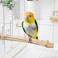 Natural Wood Bird Perch for Cage – Chewing & Claw Trimming Perch Toy for Parrots, Cockatiels, Budgies (Large 12") - size: Large 12"