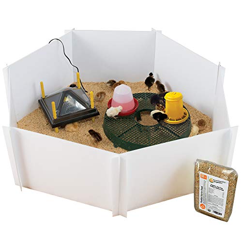 Premier 1 Chick Heating Plate Brooder Kit – Warms Up to 24 Chicks | Includes 12"x12" plate, cover, 7 reusable panels, chick stand, 3 lb feeder, waterer & starter feed. For up to 24 chicks.