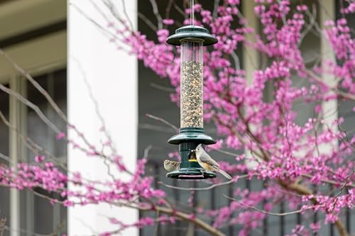 Squirrel Buster Evolution Truly Squirrel-Proof Bird Feeder, Double Cardinal Ring, 1.9-Pound Seed Capacity, Green