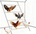 Chicken Coop Perches, Multi-Bar Roosting Ladder & Chicken Toys for Backyard Poultry, Weather-Resistant Easy to Assemble & Clean Chicken Roosting Bars Coop Accessories (41×5×3)