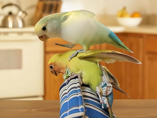 2 Pcs Bird Diapers Bird Harness Flight Suits Diapers with 80in Flying Leash Reusable Parrot Nappy with Waterproof Inner Layer for Cockatiel Budgie Conure Parakeet Lovebird-Red&White