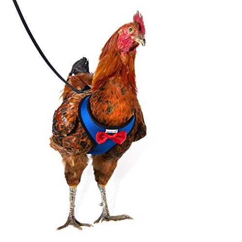 1-Pack Washable Poultry Diaper Harness | Leak-Resistant Chicken Duck Diaper with Poop Bag & Reflective Strips | Lab-Tested 12-Hour Dryness | Adjustable Vest Design (Small, Blue) - color: Blue, size: Small