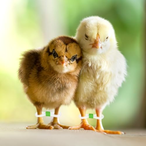 M METERXITY 100-Pack Adjustable Chick Leg Bands, 0.79" x 0.2" Silicone Chicken Leg Brace for Chicks/Ducks/Birds [Green] Poultry Leg Bands - color: Green