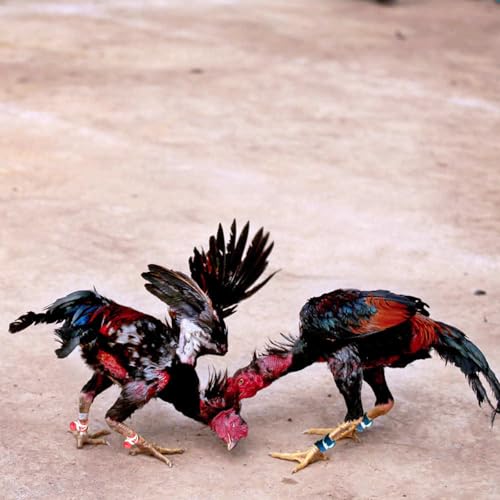 Gamefowl Supplies Chicken Leg Bands Rooster Booster Protection Accesorios para Gallos De Pelea Accessories Tie Cords for Gamefowl Accessories 2 Pairs Blue & Red, Leg Protect & Care - color: Sky Bue and Red