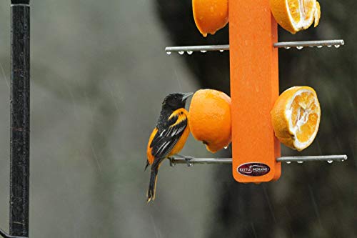 Recycled Double Oriole Orange Fruit Stick Feeder