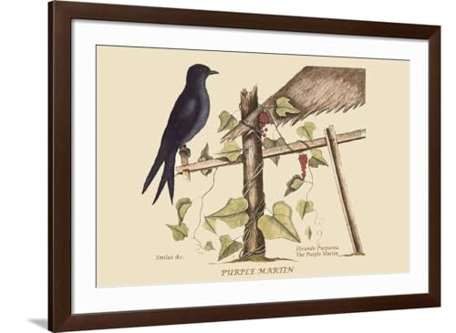ART.COM Wall Art Print Purple Martin on Brown Frame by Mark Catesby, 44" x 32" - color: Brown Frame, size: 36"L x 24"W, style: Framed