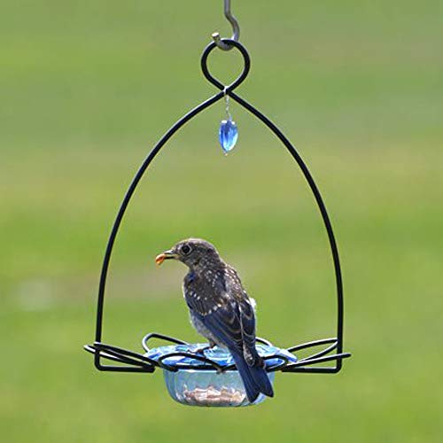 Birds Choice BBFF Bluebird Flower Feeder, Hanging Feeders, 3 Ounces, Blue | Petite Hanging Cup Bluebird Feeder for Mealworms and Dried Fruit, Simple to Fill and Rinse Clean