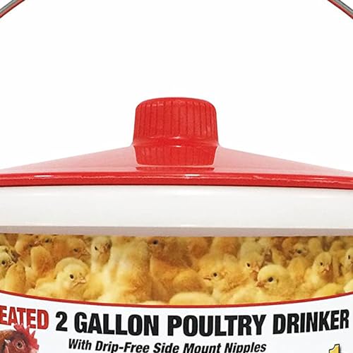 Farm Innovators 3 Pack Heated Chicken Waterer, Poultry Drinker Bucket, 2 Gallon - color: 2 Gallon, size: 3 Pack