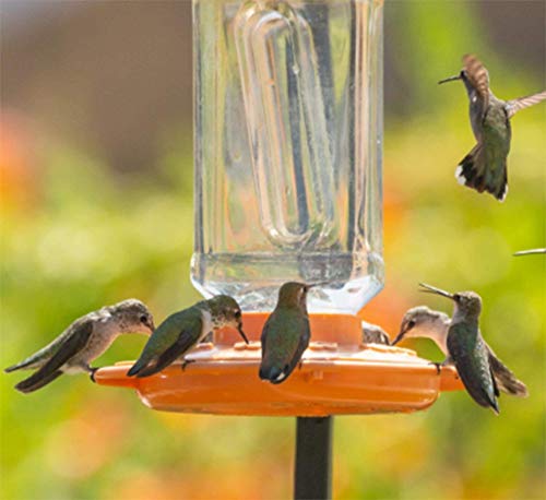 First Nature 3088 32-ounce Oriole Feeder (2 Pack)