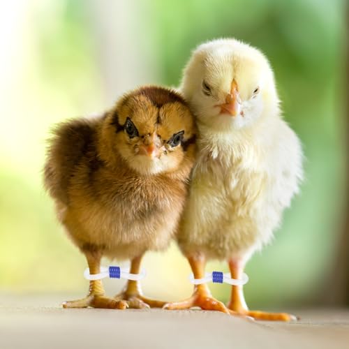 M METERXITY 100-Pack Adjustable Chick Leg Bands, 0.79" x 0.2" Silicone Chicken Leg Brace for Chicks/Ducks/Birds [Blue] Poultry Leg Bands - color: Blue