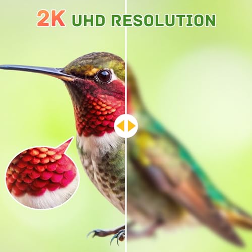 Camera Bird Feeder