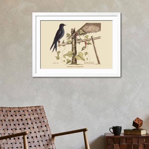 ART.COM Wall Art Print Purple Martin on White Frame by Mark Catesby, 44" x 32" - color: White Frame, size: 36"L x 24"W, style: Framed